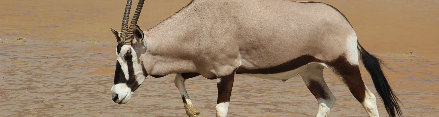 enticing africa IMG 1783