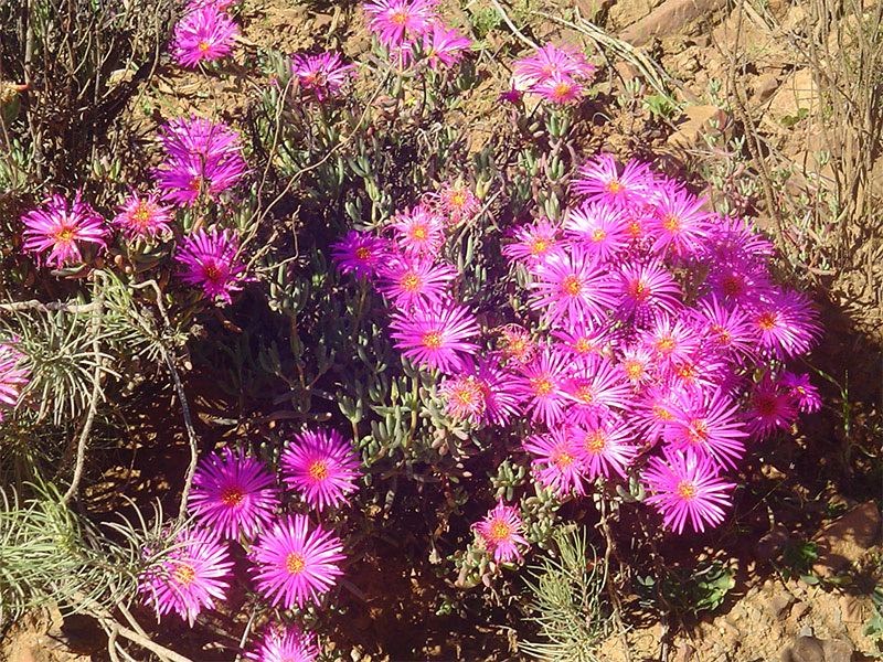 Garden Tours / Botanical Excursions