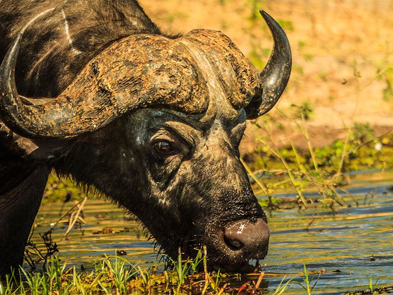 Module 11: Zululand and Wild Animals