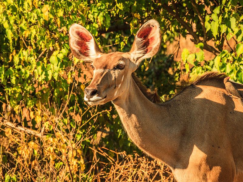 Module 12: About Zulus, Swazis and the Big 5