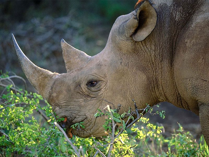 Module 13: The Animal Kingdom