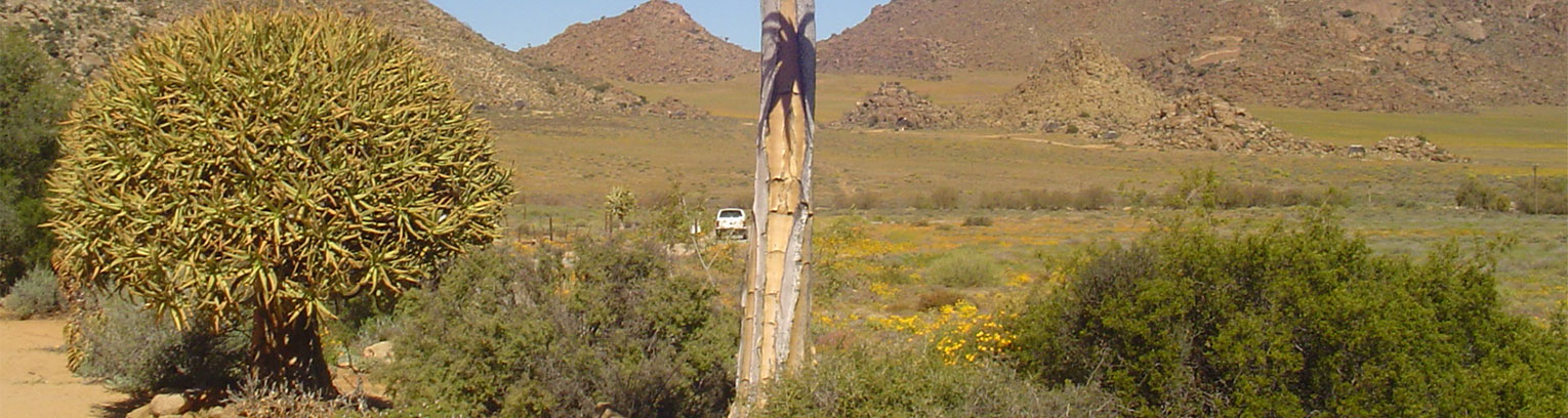 enticing africa DSC00822