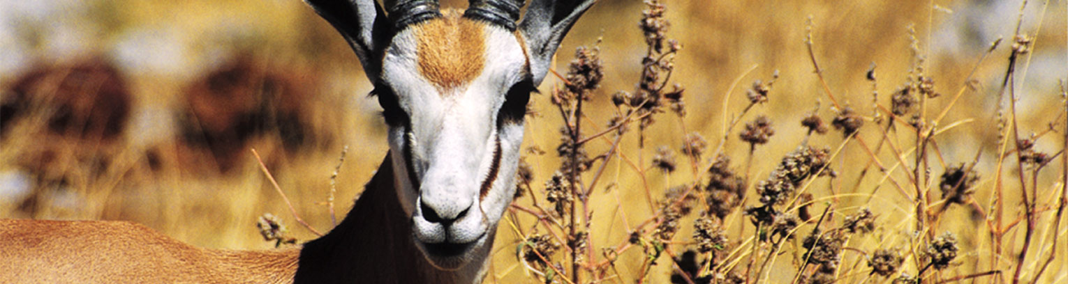 enticing africa NAMIBPARK2