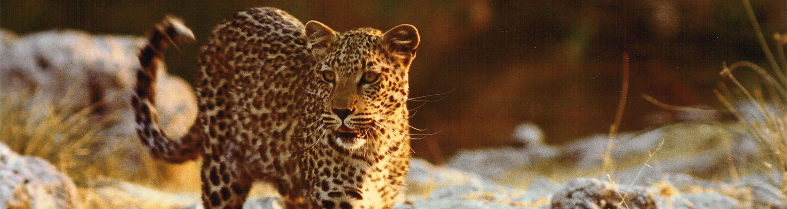 enticing africa Etosha Leopard2