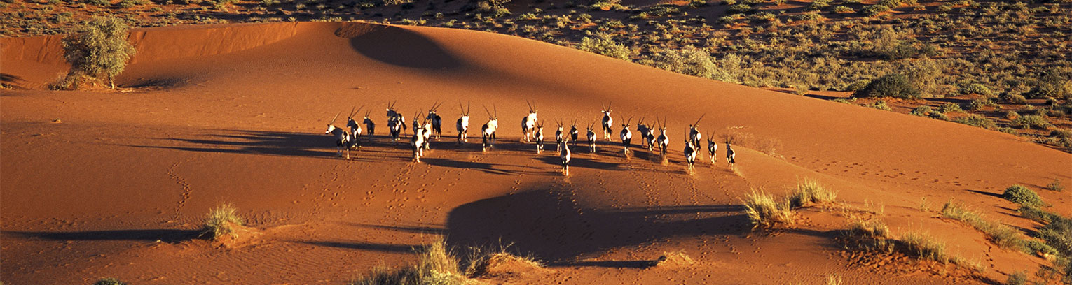 Enticing Africa Kalahari Desert Oryx