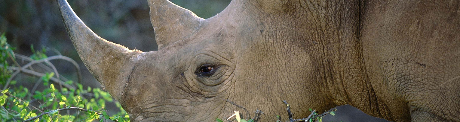 enticing africa black rhinos